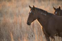 A wild horse at the Oklahoma Field Office.