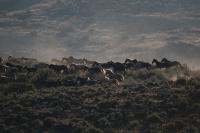 A group of Four Mile wild horses herded toward trap