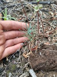 A hand next to a ponderosa pine seedling sprout