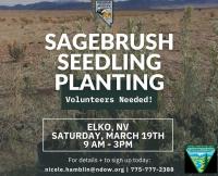 BLM NDOW Sagebrush seedling planting 