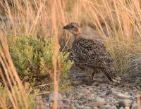 A young sage-grouse in mixed sage-steppe vegetation