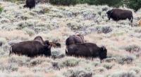 7 Bison grazing in a field