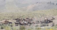 Wild horses on public lands in the Calico Complex