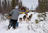 A dog musher and her team pass a snowmobile tour in the White Mountains National Recreation Area, Alaska. The snowmobilers have pulled off to the side of the Colorado Creek Trail to let her pass.