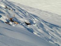 bull elk resting in snow in Greenhorn Gulch, Hailey, Idaho