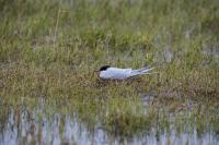 A streamlined white and grey bird with a black head and long tail feathers nests amid sedges and standing water