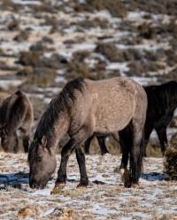 Gray horse with black mane and tail grazing with other horses in the background.