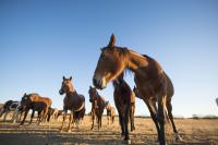 New Mexico Wild Horse Event