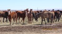 group of wild horses