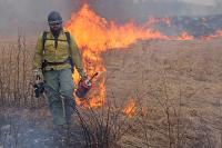 A bearded firefighter uses a red drip torch to light yellow, dead grass on fire.