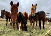 Wild horses eating hay