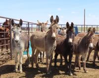 group of wild burros
