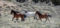 wild horses on the range