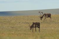 Two caribou graze on the tundra slopes in the Steese National Conservation Area.