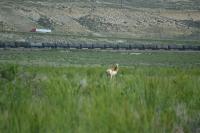 antelope in a field