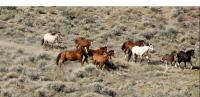 A photo of wild horses being gathered from the Black Mountain Herd Management Area in Idaho