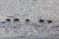 a group of 5 caribou walk in a line across the treeless hillside after an early snowfall. 