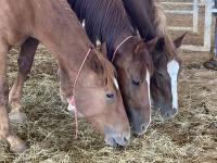 Three brown horses in a row eating hay together.