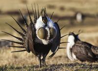 Close-up picture of two sage-grouse on a prairie.