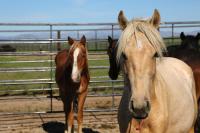 Wild horses stand in a pen at the Wheatland off range corral. 