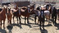 wild horses gathered from Black Mountain, Hardtrigger and Sands Basin Herd Management Areas, Idaho some available for adoption