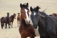 Two horses touch muzzles with a group in the background.