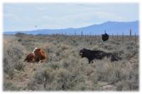 Cattle rest amid the sagebrush in eastern Nevada.
