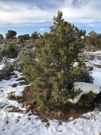 Cutting a Christmas tree on public lands in the BLM Southwest District.