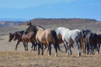 Several wild horses of various colors stand in an open sagebrush landscape.