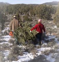 A man and woman are pictured carrying a cut pinyon-pine tree between them.