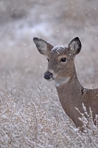 A photo of a mule deer doe with some snow on her head. 