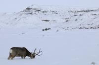 A deer standing in deep snow