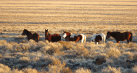 Group of wild horses on the Nevada Wild Horse Range