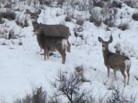 mule deer in snow in Wood River Valley_photo courtesy Idaho Department Fish & Game