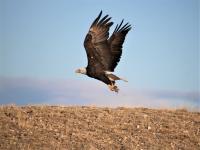 A bald eagle flying over a bare hill. 