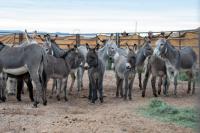 Wild burros stand in a corral.