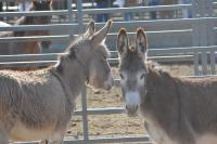 Two burros facing each other.