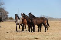 Kerrville Wild Horse Adoption Event