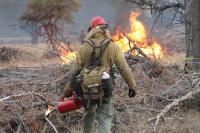 Fire crewmember holding lit drip torch igniting branches on the ground during prescribed fire operations.