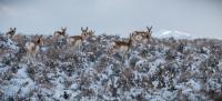 A herd of pronghorn wander through snowy rangeland