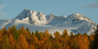 Autumn trees in the Anchorage Bowl. 