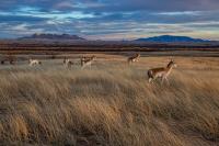 A herd of pronghorn walk across grassland with mountains rising in the distance.