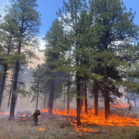Firefighter conducting prescribed fire for the Animas City Mountain Rx burn