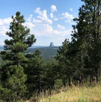Pine trees in foreground with Devils Tower on horizon. 