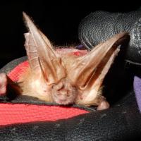 Close up of a long-eared bat.