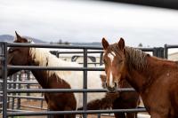 Horses at an adoption 