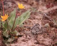 a sage-grouse chick huddles near a wildflower