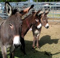 Three burros in a pen