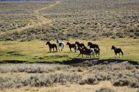 A large group of horses grazes at the foot of rolling hills.