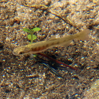 coho salmon fry in a stream